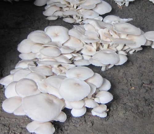 ����ƽ��